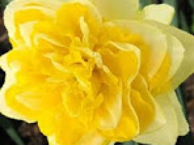   Нарцис (Narcissus) Sweet Pomponette